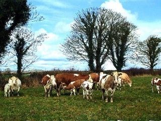 格罗夫住宿加早餐旅馆 Inistioge 外观 照片